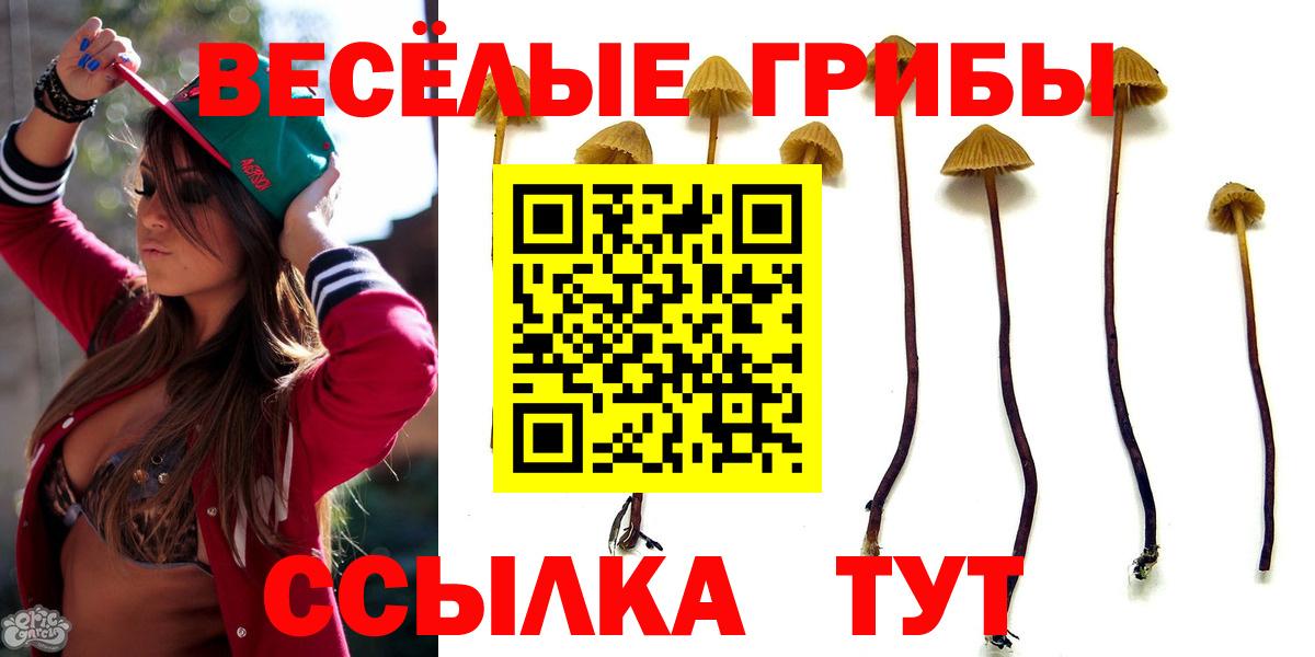 Галлюциногенные грибы Psilocybine cubensis Заинск